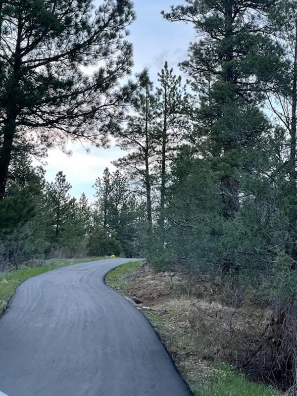 Curved asphalt path through tall pine trees